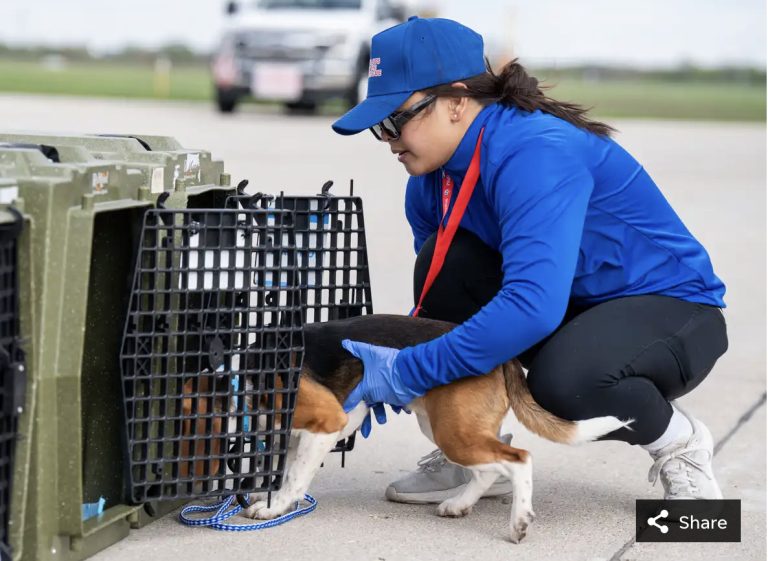 Refugio de Iowa recibirá 40 beagles rescatados de Ridglan Farms